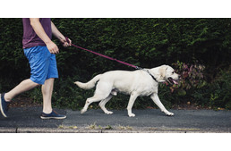 Séta vagy futtatás?