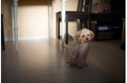 Becsengettek - mi lesz a kiskutyával?