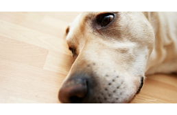 Akár halálos veszélyt is jelenthetnek kutyáinkra fogyasztási cikkeink