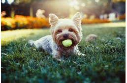 Elaltatnád kutyádat, csak mert eltörte a csontját?