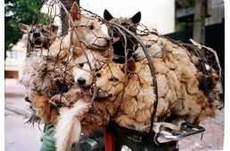 Kutyákat akart mérgezni, de ő halt bele