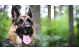 Sikerült feltérképezni a német juhászkutyák teljes genomját