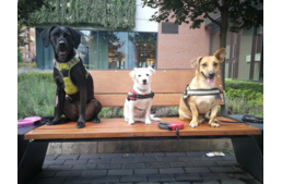 Családon belüli erőszak – kutyára is irányulhat! II. rész