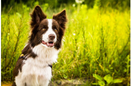 Hány szót ismer a kutyád?