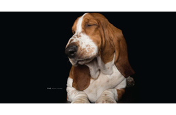 Tarts egy perc szünetet és relaxálj ezekkel a kutyákkal