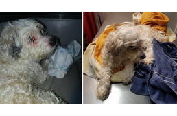 A kutyahűség végtelen: hetekig őrizte elhunyt gazdáját a kiskutya