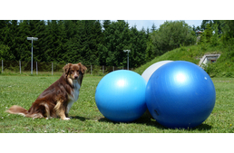 Mi fán terem a Treibball?