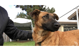 Ők a világ talán legszívtelenebb kutyatartói