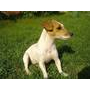 Jack & Parson Russell Terrier Fajtamentés 